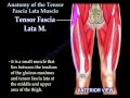 Anatomy of the Tensor Fascia Lata Muscle - Everything You Need To Know - Dr. Nabil Ebraheim