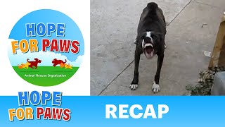 Hope For Paws - Recap