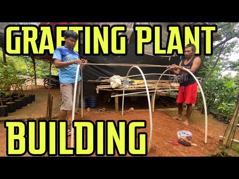 MEMBUAT TEMPAT KARANTINA TANAMAN OKULASI. DURIAN TUPAIKING. DURIAN KANYAO. DURIAN MUSANGKING MEMBUAT TEMPAT KARANTINA TANAMAN OKULASI. DURIAN TUPAIKING. DURIAN KANYAO. DURIAN MUSANGKING