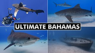 Ultimate Bahamas - Diving Tiger Beach, Bimini, Cat Island, Nau 4K