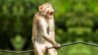 Life Could Be A Dream - Monkey Edition