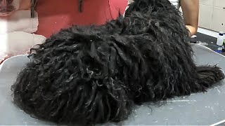 Rescue & Grooming Transformation Of Neglected Hungarian Puli