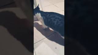 Ni Mi Gata Me Abla Meme Original