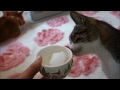 雪玉をそーっとつんつんする猫 Cat, Shiba Inu, and snowball