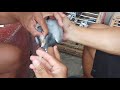 Tips #4 : Prevention is better than cure. Clone 30 for Racing pigeon.