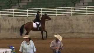 Wendy And Xena - Sport Horse - All Breed Summer Clic 14