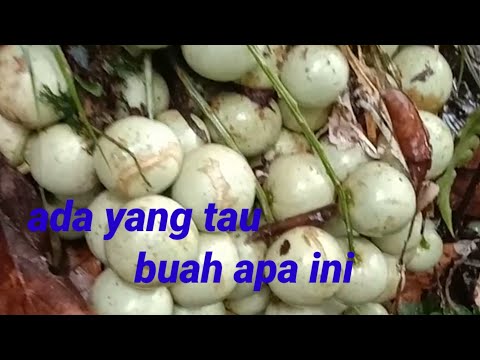 seru nya.......!!Berburu buah rotan di musim hujan.