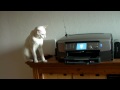 The Sanyo Xacti VPC-CA 9 Inside Demo HD - Printing Cat