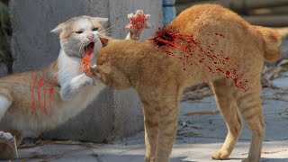 Жесткие драки кошек на смерть 2021🔥Уличные драки с кошками, видео 2021 драка кош