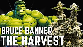 Bruce Banner Grow Series Final Phase & Harvest Educational Doentary