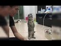Baby Cats - Cute and Funny Cat Videos Compilation #9 | Aww Animals