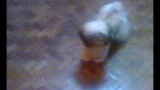 Our Pet Shih Tzu