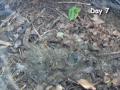 decompose