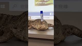 Crocodile Core