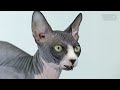 pet