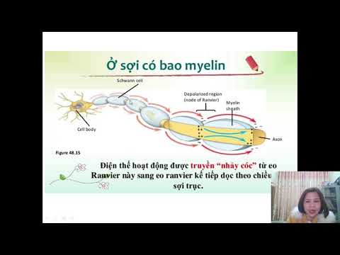 SINH 11 ĐIỆN THẾ HOẠT ĐỘNG VÀ SỰ LAN TRUYỀN XUNG THẦN KINH TRÊN SỢI THẦN KINH