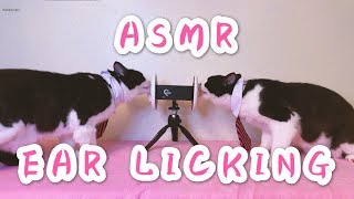 Asmrcats Ear Licking Eating Sounds