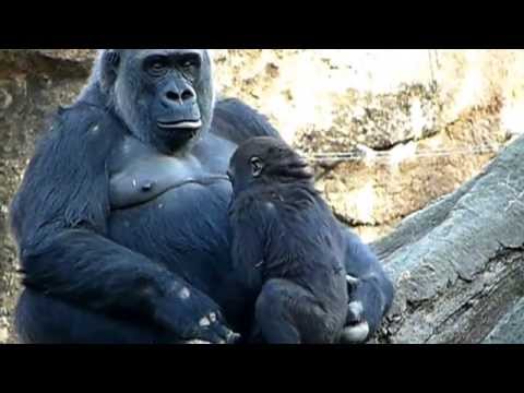 2011年4月7日の上野動物園のゴリラの母子。Mom and cute baby gorilla．＃03