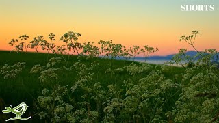 Deep Ambient Music For Relaxation, Sleep, Meditation & Mindfulness 💚