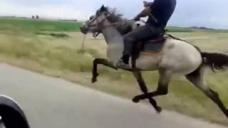 Yorqa At