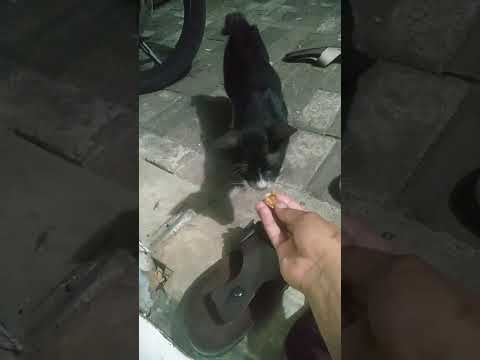 ngasih makan kucing jalanan yang sedang kelaparan #kucing