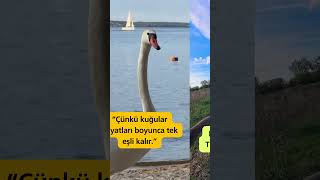 Kuğular Ömür Boyu Tek Eşli Kalır