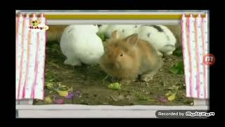 Baby Tv The Amazing World 2006 - Episode 5