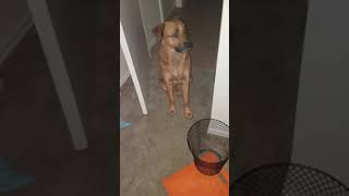 Funny dog