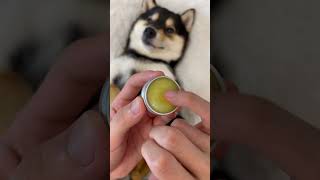 （高清版）曼玉manyu沉浸式护理spa ASMR #柴犬 #豆柴 #抖音 #柴犬可愛い