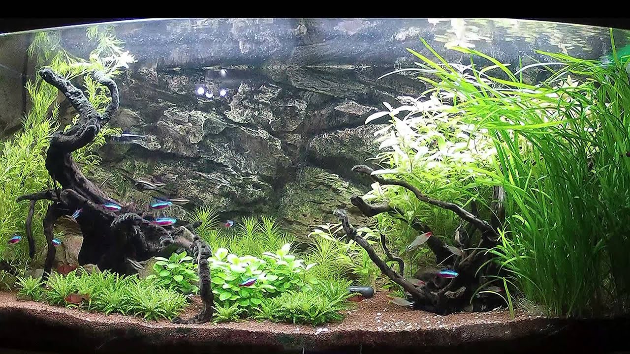 bac amazonien 300L, amazon tank 79gal YouTube