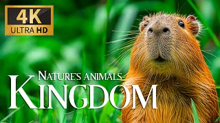 Nature's Animals Kingdom 4K 🐾 Discovery Relaxation Film With Soothing Relaxing Piano Music