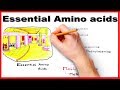 Essential Amino Acids - Easiest way to remember/ mnemonic series #7