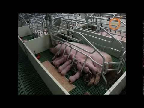 Поздравление девочек с 8 марта в школе и классе Поздравление девочек с 8 марта в школе и классе