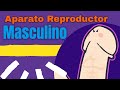Aparato reproductor masculino