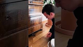 Funny Bugs