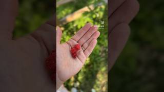 A Day In The Life - Backyard Edition