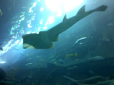 ansar mall dubai. Dubai Aquarium amp; Underwater