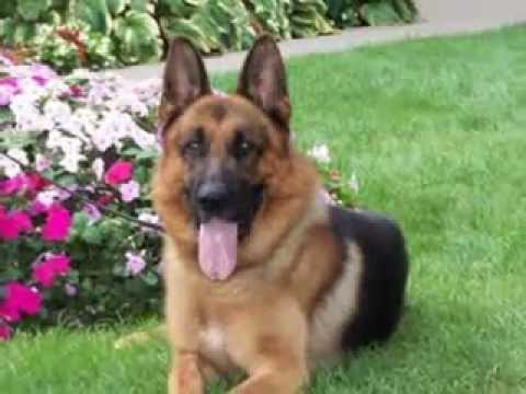 rottweiler or german shepherd german shepherd vs rottweiler rottweiler or german shepherd german shepherd vs rottweiler