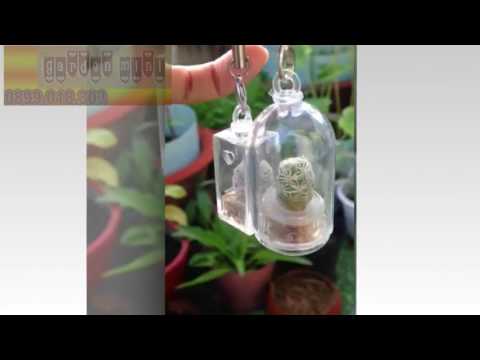 Cây cảnh bỏ túi giá sỉ