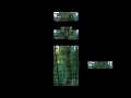 redwood