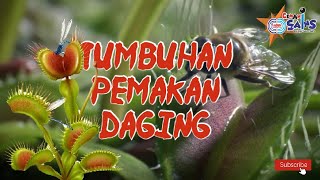 Cantik Tapi Mematikan - Tumbuhan Pemakan Daging