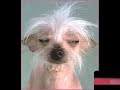 Hillarious dogs Hillarious dogs