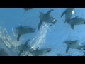 佐世保市九十九島動植物園新ペンギン館「空飛ぶペンギン」