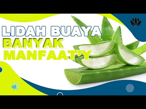 MANFAAT LIDAH BUAYA UNTUK KESEHATAN