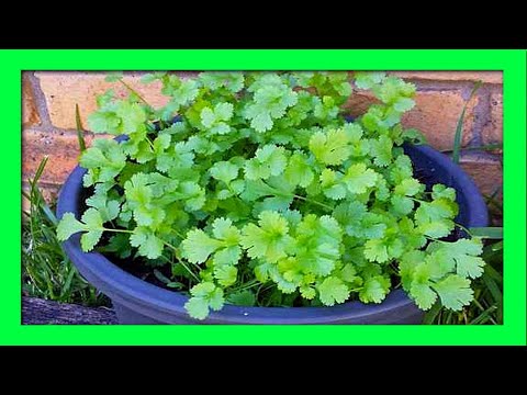 Regrow plants from scraps