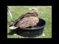 eagles and vultures having a bath