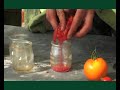 planter les tomates