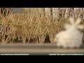 Theo Jansen - 3D printed Strandbeest with new Propeller Propulsion System