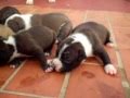 CACHORROS AMERICAN STANFORD TERRIER 12dic.AVI