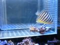 シマヤッコ(バヌアツ産)の動画